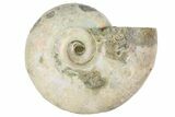 2 1/4" Silver Iridescent Ammonite Fossils - Photo 2